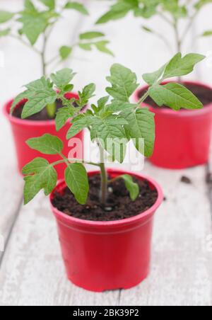 Solanum lycopersicum. Jeunes plants de tomates, maison cultivée à partir de graines, dans des pots en plastique réutilisés au printemps. ROYAUME-UNI Banque D'Images