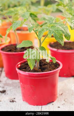 Solanum lycopersicum. Jeunes plants de tomates, maison cultivée à partir de graines, dans des pots en plastique réutilisés au printemps. ROYAUME-UNI Banque D'Images