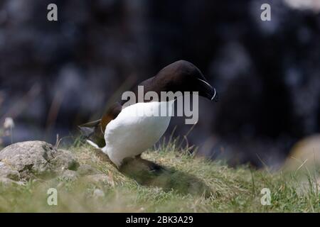 Razorbill sur les îles Treshnish en Écosse Banque D'Images