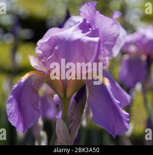 Iris 'Topolino' dans les jardins de Doddington Hall Banque D'Images