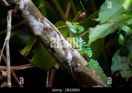 Un Lizard Jésus-Christ (Basilisk vert) sur une marque dans le Parc National de Tortuguero, Costa Rica Banque D'Images