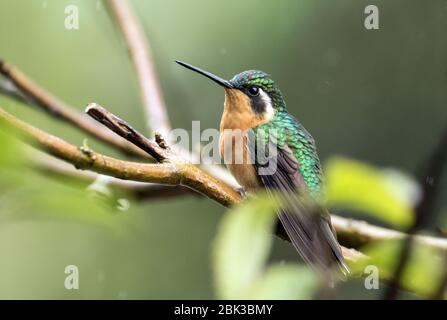 Gros plan de femelles de Mountain-Gem à gorge blanche perçant un colibri sur une branche dans l'ouest du Panama.Nom scientifique de ceci est Lampornis castaneoventris. Banque D'Images