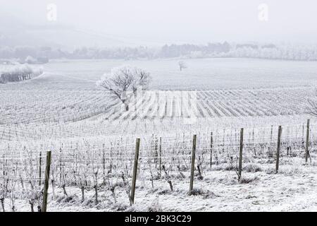 Denbies Wine Estate situé dans les belles collines de Surrey. Un givre de houar rare couvre toute la zone avec un revêtement de glace. Banque D'Images