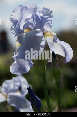 Iris 'Blue Rhythm' Banque D'Images