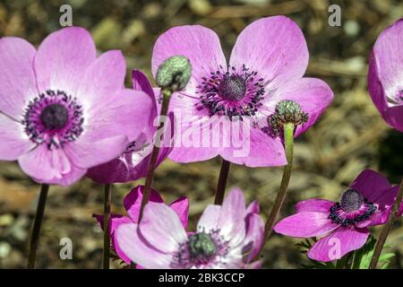 Fleur de vent grecque Anemone coronaria, Anemone Sylphide Banque D'Images