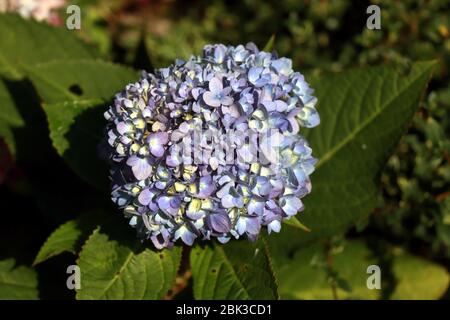 Fleur d'hortensia. Fond bleu de fleur d'hortensia gros plan. Une fleur d'une hortensia. Banque D'Images