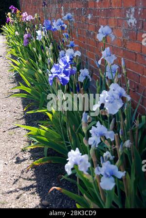 Bryan Dodsworth Tall Bearded Iris Collection dans le jardin de cuisine aux murs du Doddington Hall avec Iris 'B'lue Sky (à droite) à côté de Iris 'Best Blue' (ce Banque D'Images