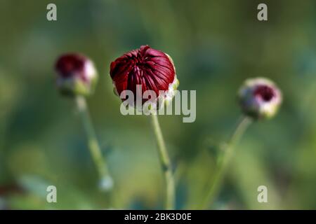 Fleur de chrysanthème rouge. Gros plan des fleurs de chrysanthème rouge sur les feuilles vertes. Banque D'Images