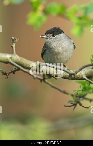 Le black-cap eurasien à Londres Banque D'Images