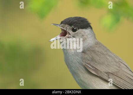 Le black-cap eurasien à Londres Banque D'Images