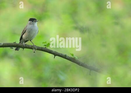Le black-cap eurasien à Londres Banque D'Images