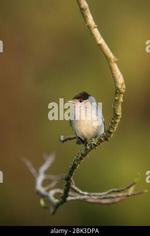 Le black-cap eurasien à Londres Banque D'Images