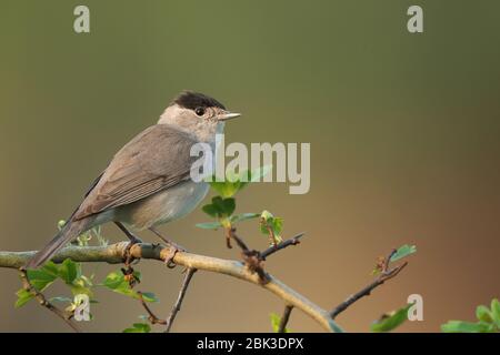 Le black-cap eurasien à Londres Banque D'Images