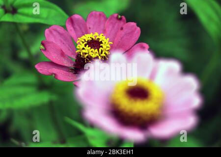 Pink Zinnia est élégamment baigné par le soleil d'une journée d'été. Fleur de Zine gracieuse sur fond vert. Banque D'Images