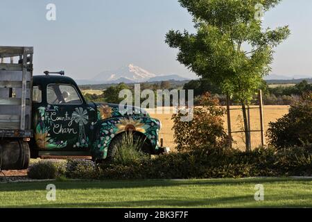 Classic 1950 Chevrolet pieu camion, vue sur le Mont Shasta. Banque D'Images