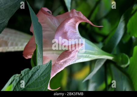 Brugmansia versicolor est une espèce de plante de la famille des Solanaceae, communément appelée “trompettes d’ange”. Brugmansia suaveolens. Banque D'Images