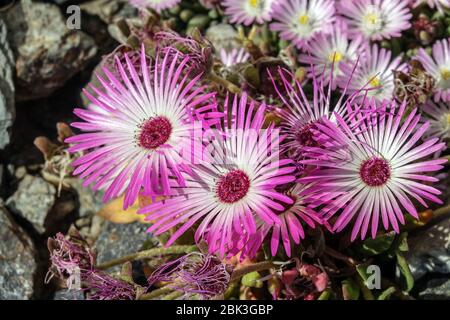 Usine de glace, Delosperma, Vygie, Sheepfig, Banque D'Images