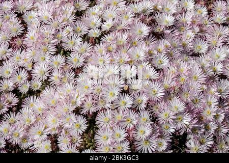 Usine de glace, Delosperma, Vygie, Sheepfig, Banque D'Images