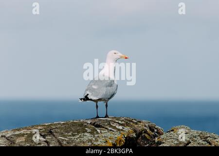 Möwe Gull Isle of May Scotland Coast Banque D'Images