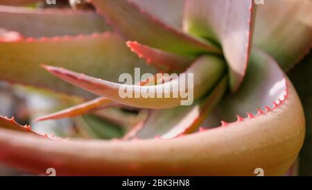 Cactus et plantes succulentes dans les jardins botaniques d'Eze, France Banque D'Images