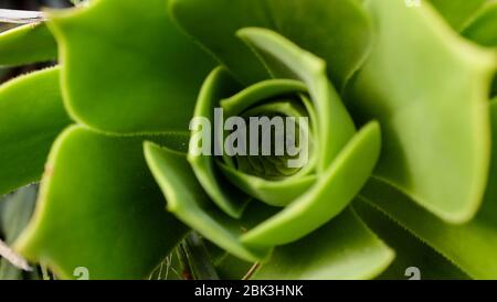 Cactus et plantes succulentes dans les jardins botaniques d'Eze, France Banque D'Images