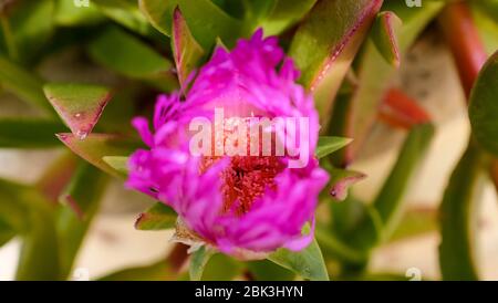 Cactus et plantes succulentes dans les jardins botaniques d'Eze, France Banque D'Images