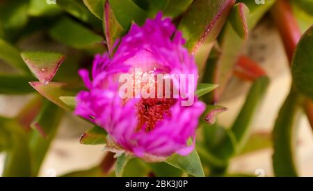 Cactus et plantes succulentes dans les jardins botaniques d'Eze, France Banque D'Images