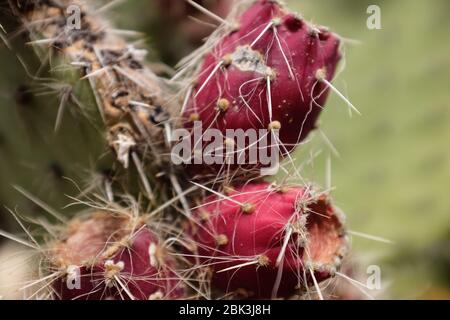 Cactus et plantes succulentes dans les jardins botaniques d'Eze, France Banque D'Images