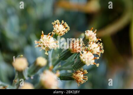 Cactus et plantes succulentes dans les jardins botaniques d'Eze, France Banque D'Images