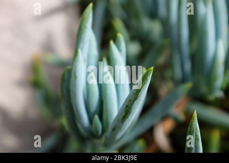 Cactus et plantes succulentes dans les jardins botaniques d'Eze, France Banque D'Images