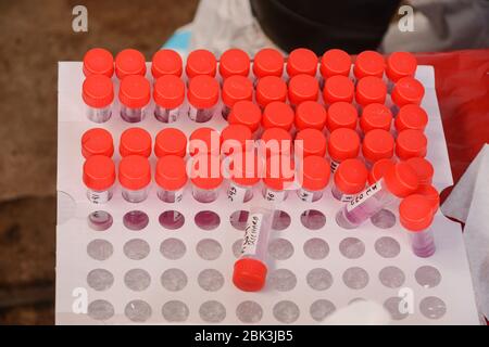 Microtubes à centrifuger contenant des échantillons prélevés chez des résidents pendant la pandémie du virus corona.un test de masse des cas COVID-19 dans la région de Kawangware a été effectué sur des résidents. Jusqu'à présent, le Kenya a signalé 411 cas de coronavirus, 144 reprises et 17 décès. Banque D'Images