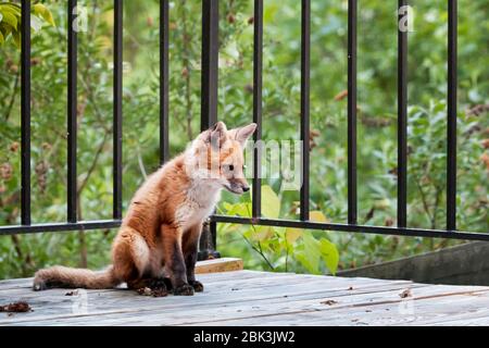 Kit de renard roux (Vulpes vulpes) avec une longueur d'avance, prêt à bondir avec ses frères et sœurs sur le pont de la maison, Virginie, Etats-Unis, couleur Banque D'Images