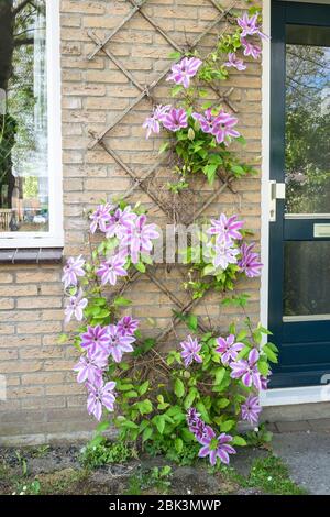 Grand cultivar à fleurs Clematis 'Nelly Moser' sur un mur dans un jardin urbain. Blanc magnifique - couleur rose Clematis. Banque D'Images