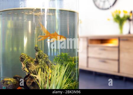 Poisson doré dans un bol à poisson avec des bulles et des pompes à eau dans le réservoir dans le salon, Banque D'Images