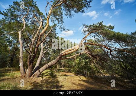 vieux arbres dans une forêt de pins printaniers Banque D'Images