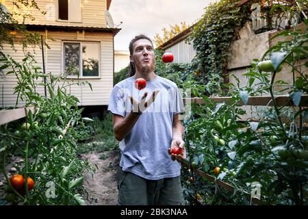 Jeune agriculteur est de jongler avec les tomates mûres rouge à son jardin. Concept d'agriculture naturelle Banque D'Images