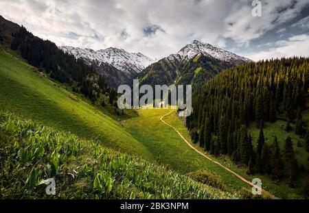 Prairie avec des fleurs jaunes et vertes collines du mountain valley contre ciel nuageux au Kazakhstan Banque D'Images