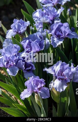 Blue Irises, Standard Dwarf Bearded Iris 'Rain Dance' Dwarf Iris barbata nana Banque D'Images