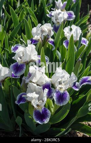 Blue White Irises, Standard Dwarf Bearded Iris 'Boo' barbata nana bordure de jardin bleue et blanche Banque D'Images