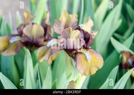 Iris à barbe naine standard 'clé' Iris à barbe nata nana Banque D'Images