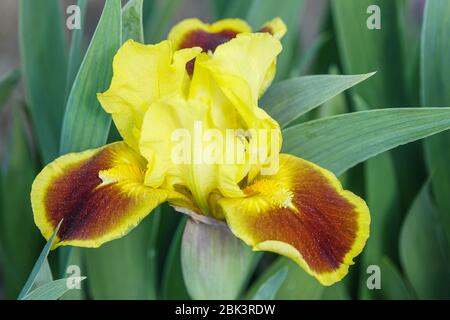 Jaune Standard Iris nain à barbe 'Imflam' Iris nata nana Banque D'Images