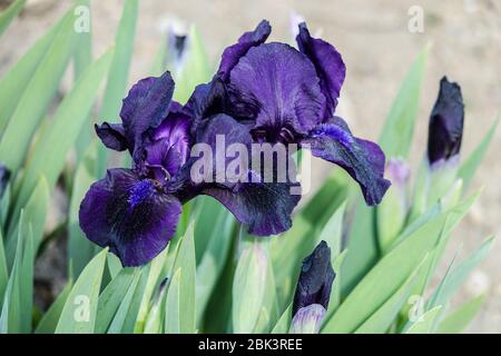 Blue foncé Irises, Standard Dwarf Bearded Iris 'Pichael Paul' Dwarf Iris barbata nana Banque D'Images