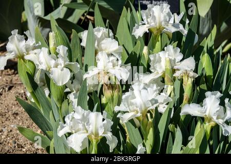 White Irises, Standard Dwarf Bearded Iris 'Favorite Angel' Dwarf Iris barbata nana Banque D'Images