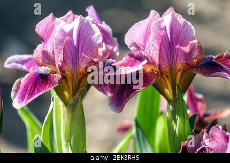 Iris violet, Iris bibelé nata naana, nain à barbe standard, Dwarf Iris 'Bembes' Banque D'Images