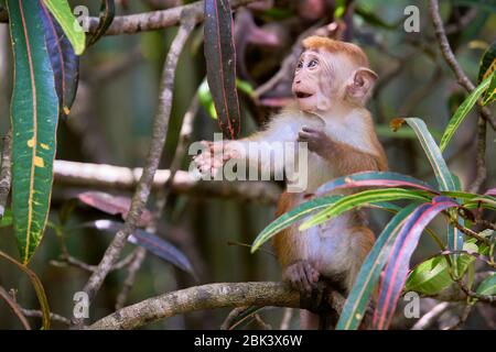 Macaque pour jeunes toques (macaca sinica) sur arbre entouré de feuilles à Kandy, Sri Lanka. L'espèce est classée comme en voie de disparition. Banque D'Images