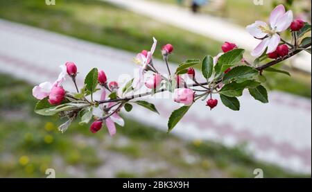 Belle fleur de pomme blanche et rose.pommier à fleurs.fond de source frais sur la nature en plein air. Banque D'Images