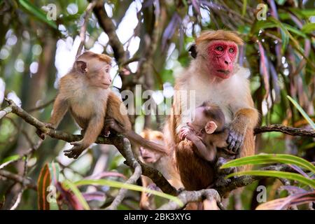 Macaque craque femelle (macaca sinica) avec bébé sur arbre entouré de feuillage à Kandy, Sri Lanka. L'espèce est classée comme en voie de disparition. Banque D'Images