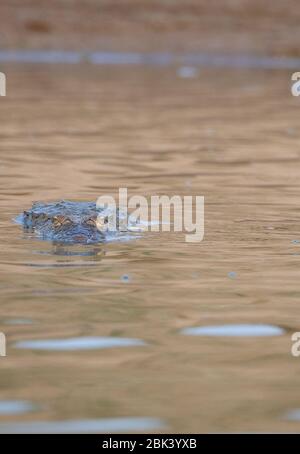 Crocodile indien à moitié immergé dans l'eau au sanctuaire de Paligat Chambal Banque D'Images