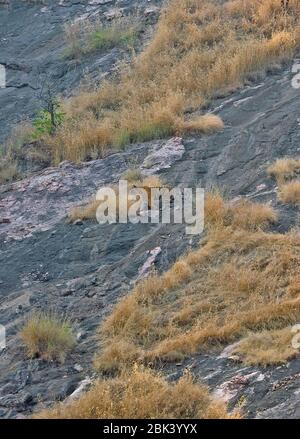 Noor marchant sur les rochers dans le parc national de Ranthambore, Sawai Madhopur, Rajasthan, Inde Banque D'Images