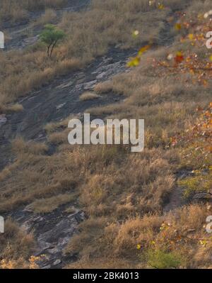 Noor marchant sur les rochers dans le parc national de Ranthambore, Sawai Madhopur, Rajasthan, Inde Banque D'Images